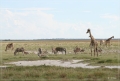 namibia_2010_483