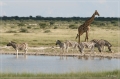 namibia_2010_484