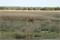 namibia_2010_487