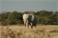 namibia_2010_489