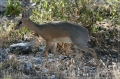 namibia_2010_504