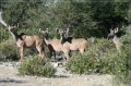 namibia_2010_505