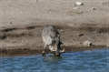 namibia_2010_507