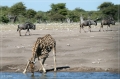 namibia_2010_510