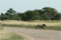 namibia_2010_520