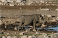 namibia_2010_522