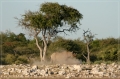 namibia_2010_524