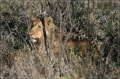 namibia_2010_535