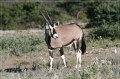 namibia_2010_536