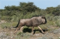 namibia_2010_537