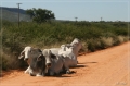 namibia_2010_542