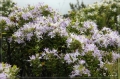 NZ2012_194