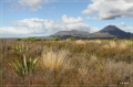 NZ2012_231
