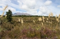 NZ2012_245