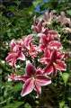 NZ2012_277