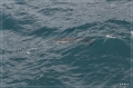 NZ2012_299