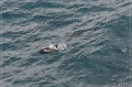 NZ2012_300