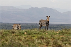 suedafrika_2019_0154
