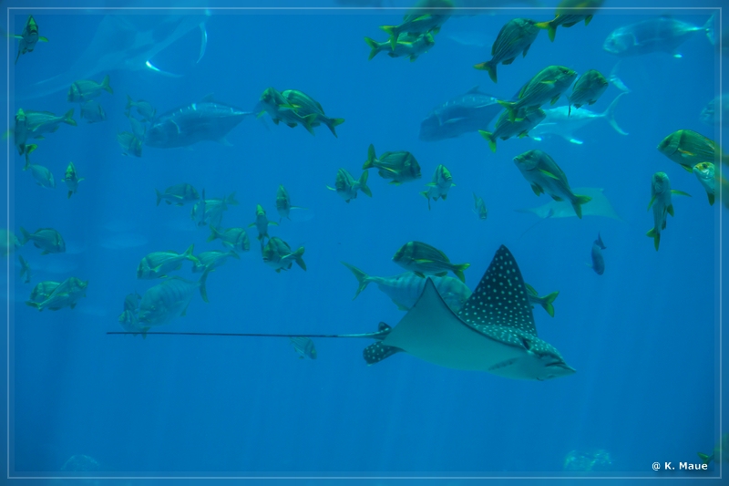 USA_2016_1021.jpg