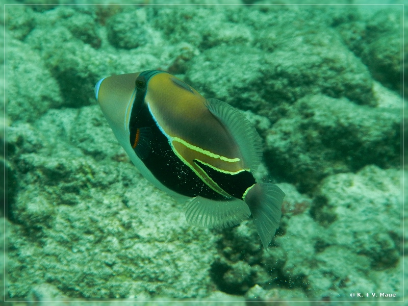 USA_2016_0869.jpg