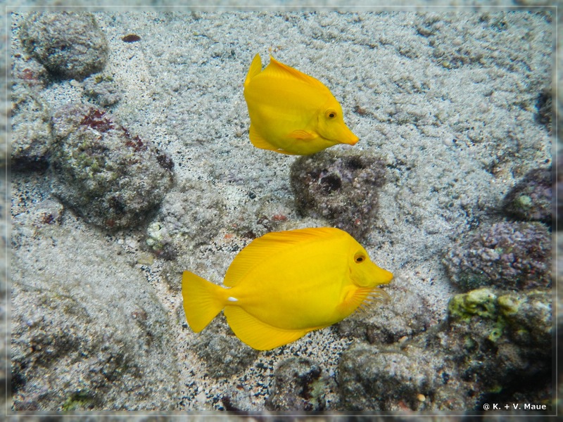 USA_2016_0872.jpg