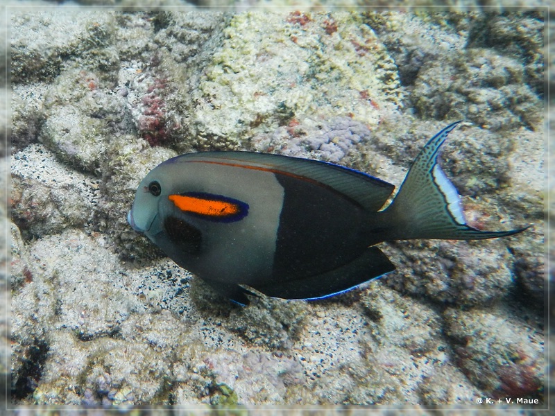USA_2016_0873.jpg