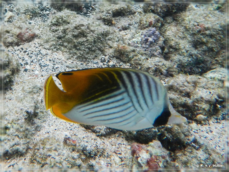 USA_2016_0874.jpg