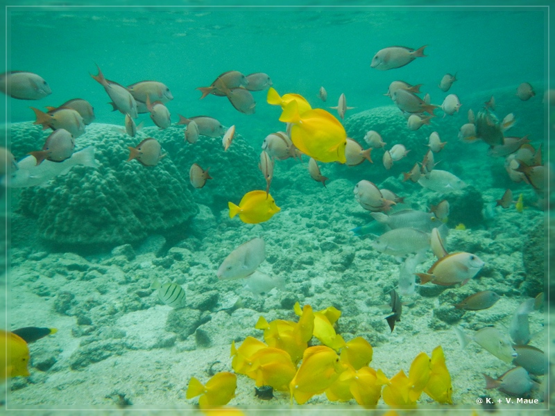 USA_2016_0875.jpg