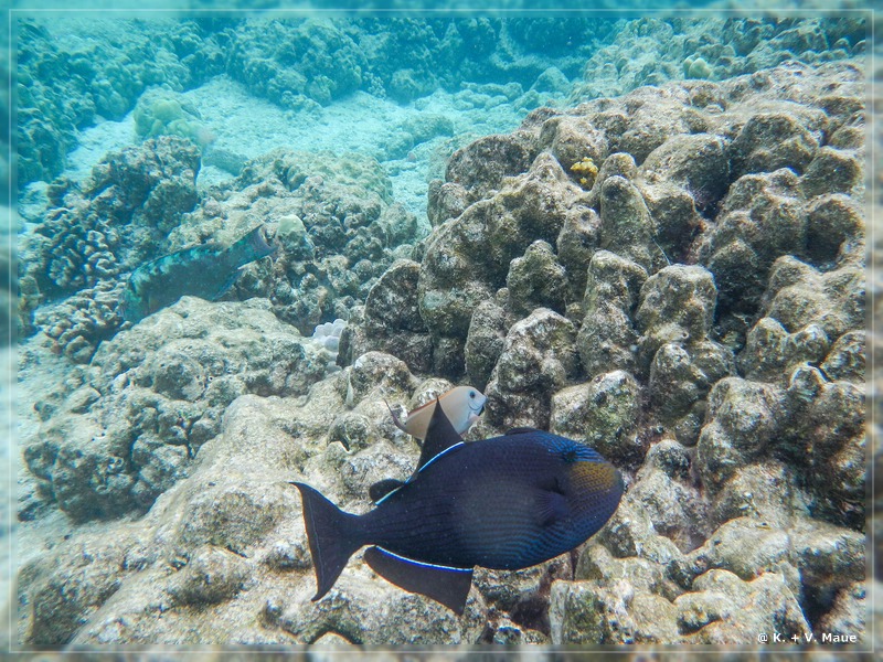 USA_2016_0876.jpg