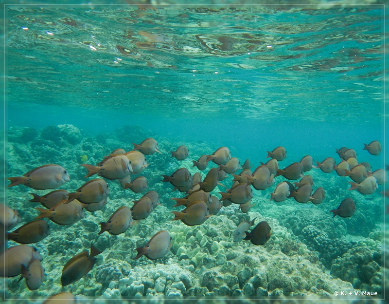 USA_2016_0877.jpg