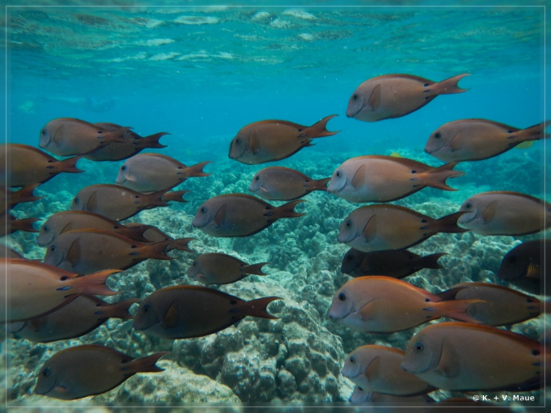 USA_2016_0878.jpg