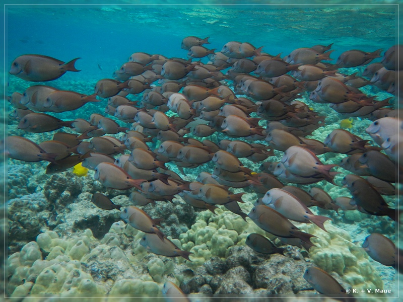USA_2016_0879.jpg