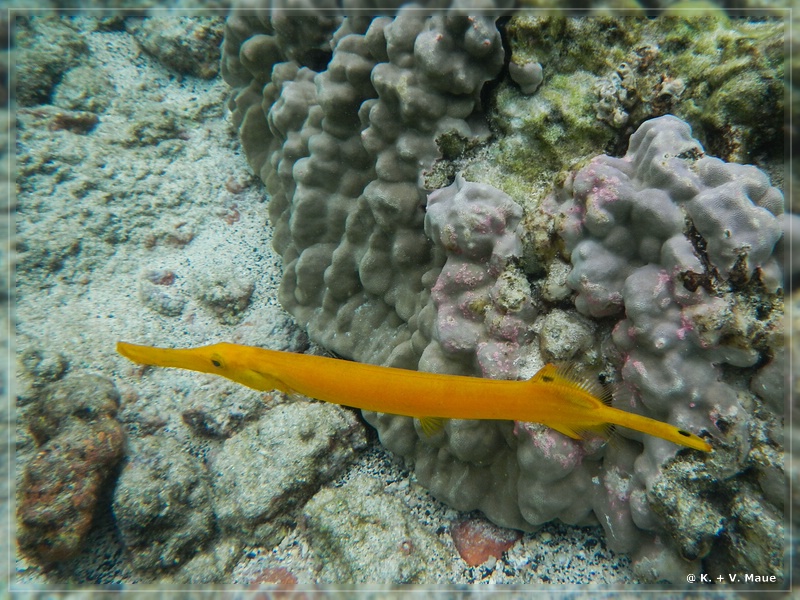 USA_2016_0885.jpg