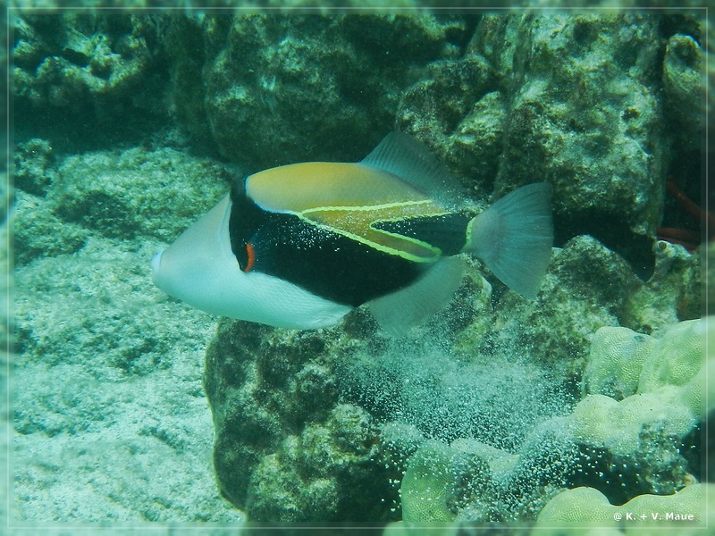 USA_2016_0886.jpg