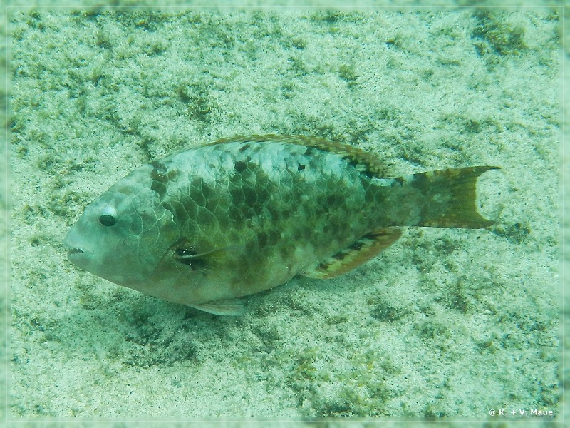 USA_2016_0887.jpg