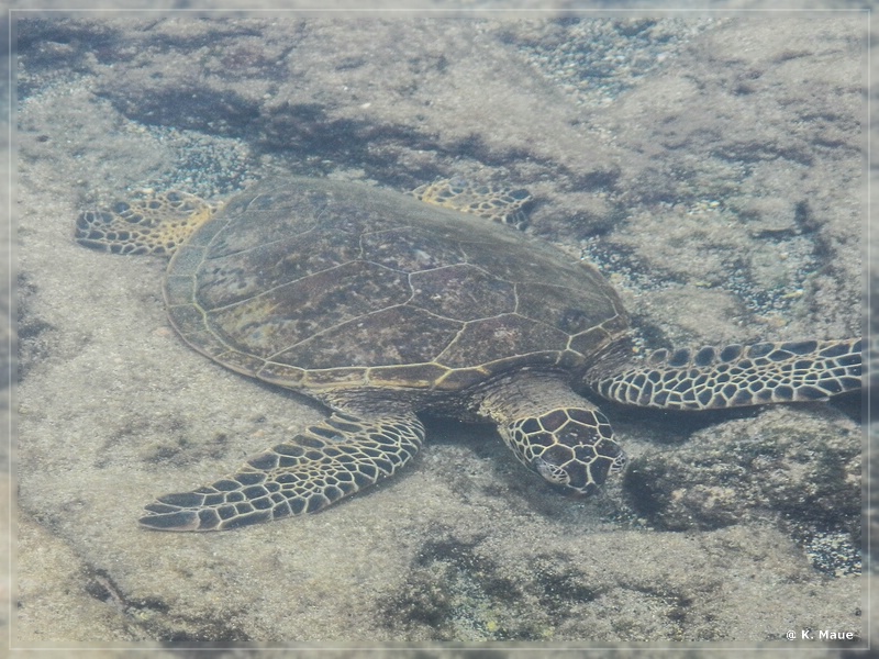 USA_2016_0891.jpg
