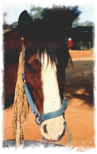 Centre Equestre de Niamey