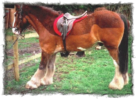 Trewysgoed Riding Centre