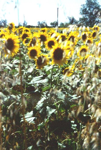 Sunflowers