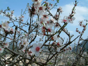 Almond trees