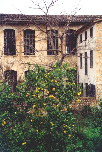 Lemon tree, Soller