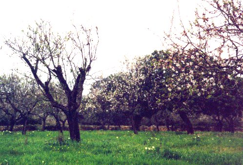 Almond trees