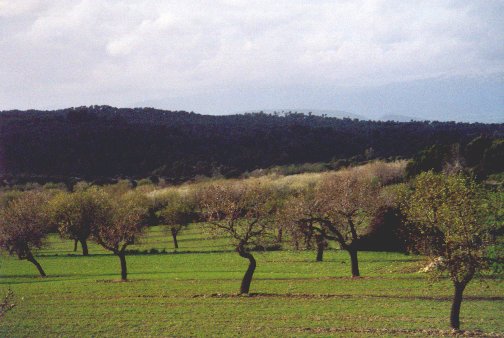 Almond trees