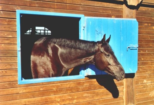 Horse/Pferd at Alter Landsitz