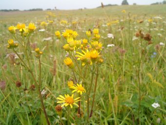 Wildflowers/Blumenwiese