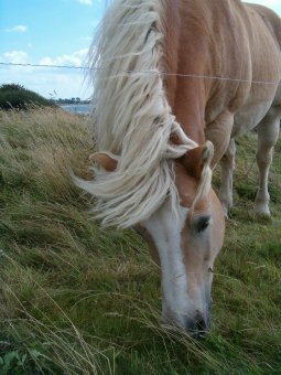 Horse/Pferd