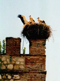 Storks Nest