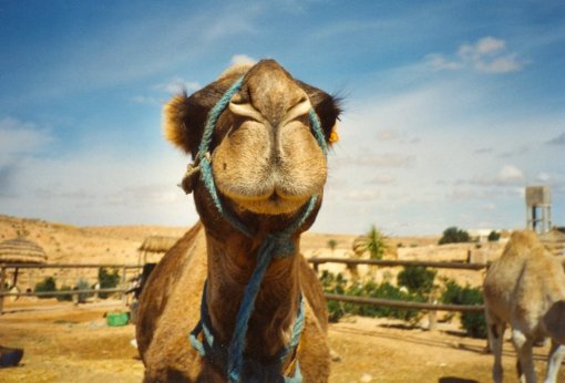 Camel