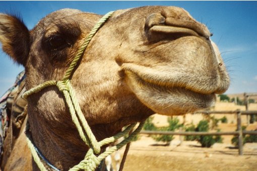 Camel