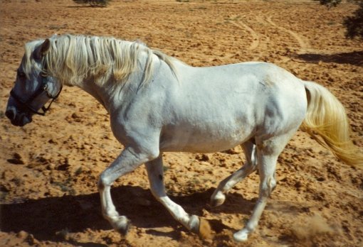 Galloping horse